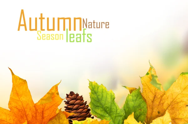 Fondo de otoño con hojas de arce —  Fotos de Stock