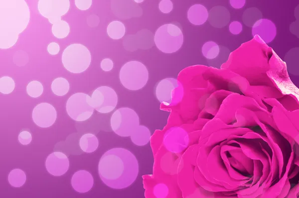 Rose on festive violet background — Stock Photo, Image