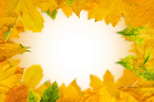 Herbst-Ahornblätter — Stockfoto