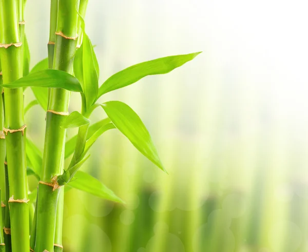 Fundo de bambu com espaço de cópia — Fotografia de Stock