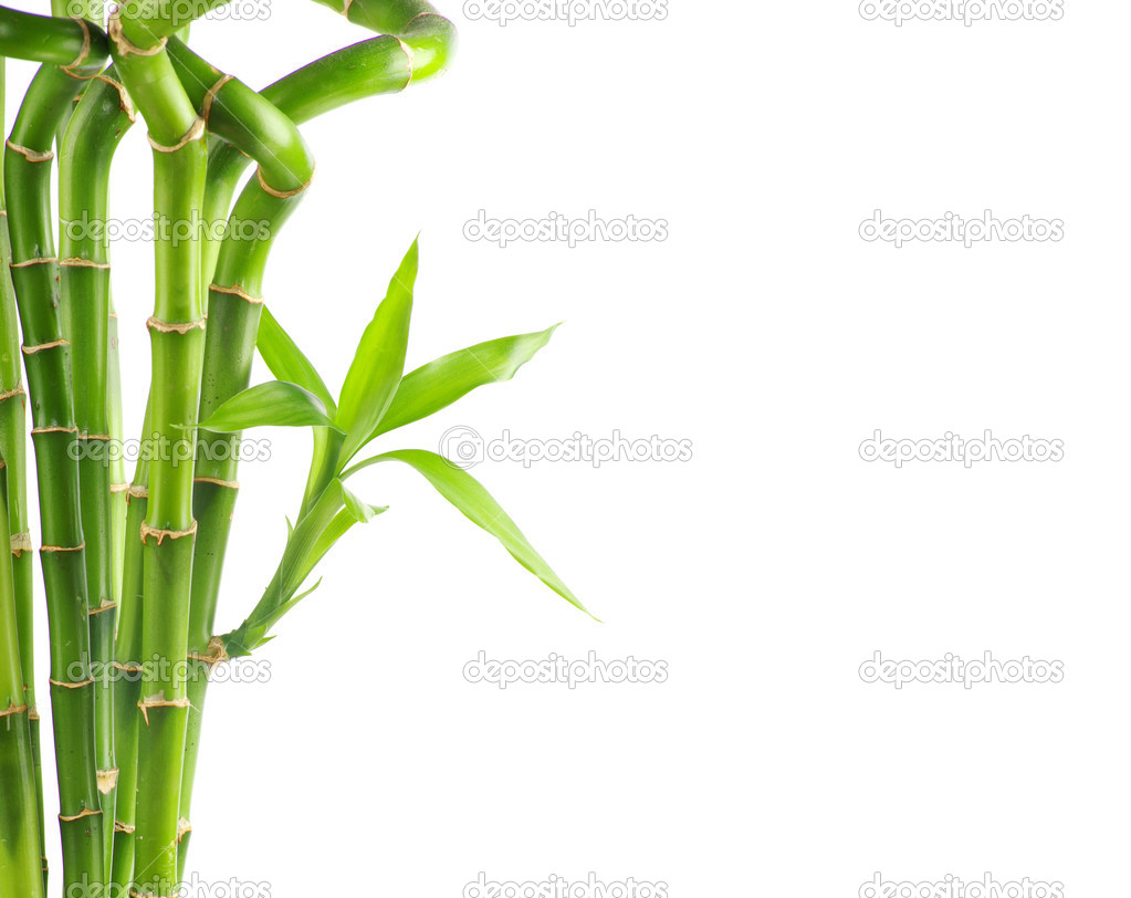 Bamboo on white background