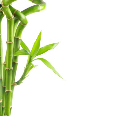 Bambu beyaz zemin üzerine