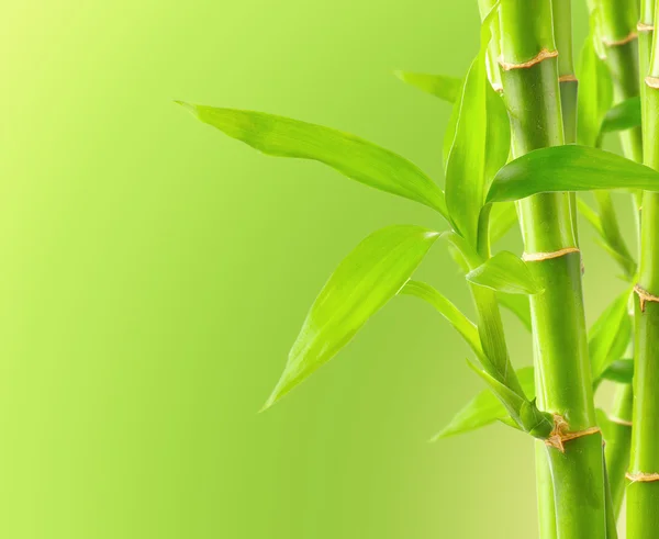 Bamboo background with copy space — Stock Photo, Image