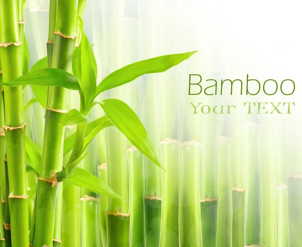Bambu tausta kopioi tilaa — kuvapankkivalokuva