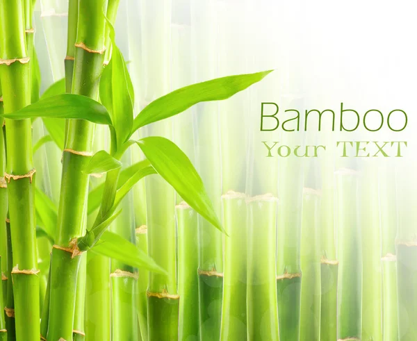 Bamboo background with copy space — Stock Photo, Image