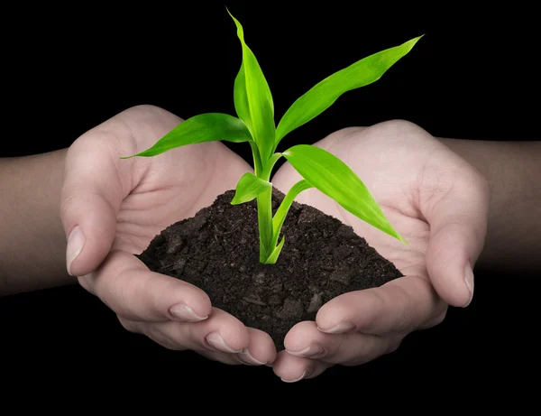 Plante dans les mains — Photo