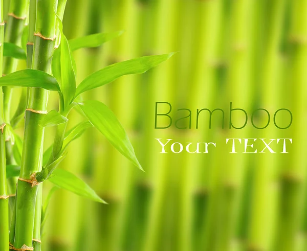 Фон бамбука с копировальным пространством — стоковое фото