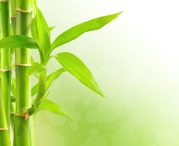 Bambus Hintergrund mit Kopierraum — Stockfoto