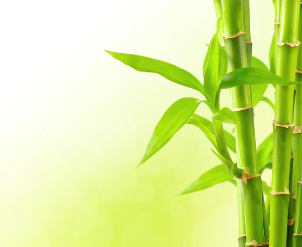 Bamboo background with copy space — Stock Photo, Image