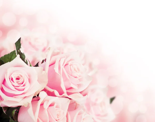 Pink roses — Stock Photo, Image