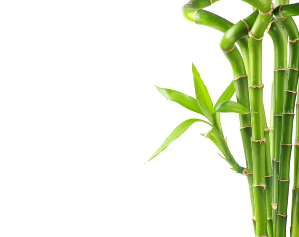 Bamboo on white background — Stock Photo, Image