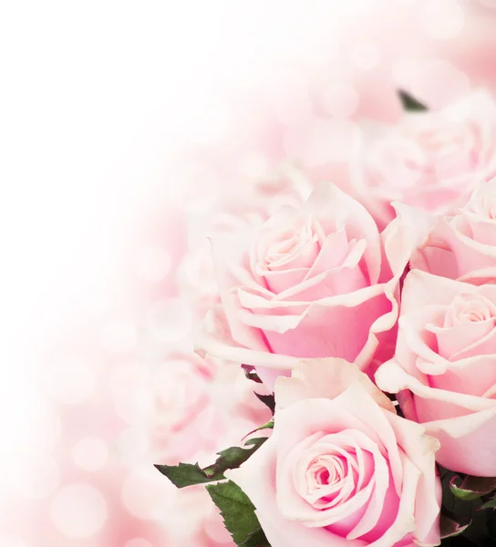 Pink roses — Stock Photo, Image