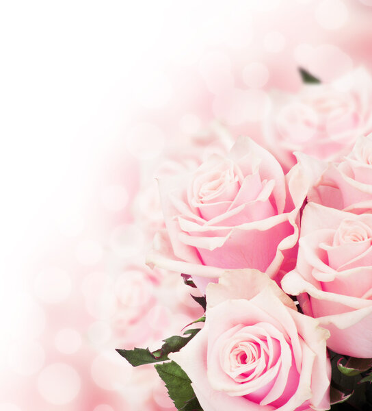 Pink roses