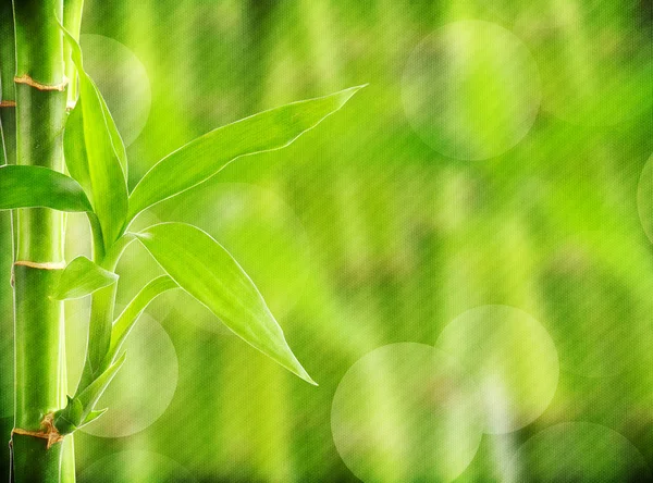 Grunge bamboo background — Stock Photo, Image