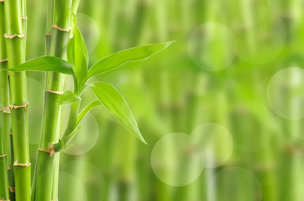 Fundo de bambu — Fotografia de Stock