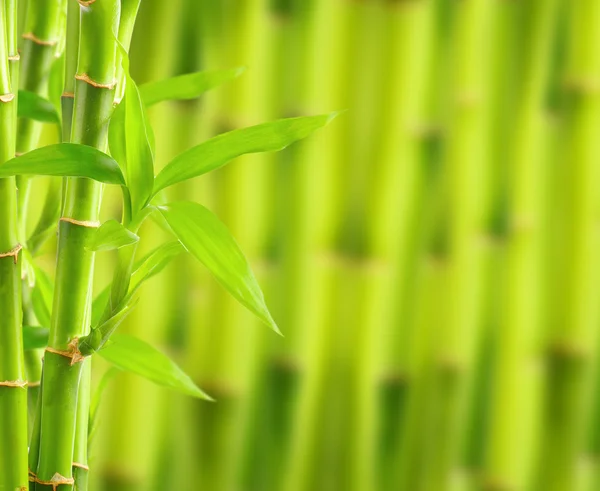 Bamboe achtergrond met kopieerruimte — Stockfoto