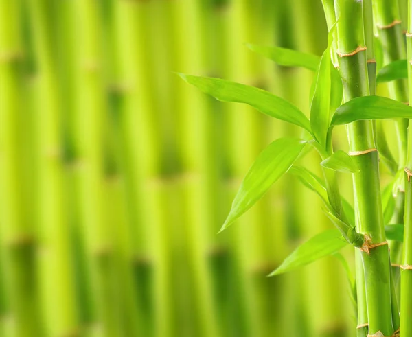 Fundo de bambu com espaço de cópia — Fotografia de Stock