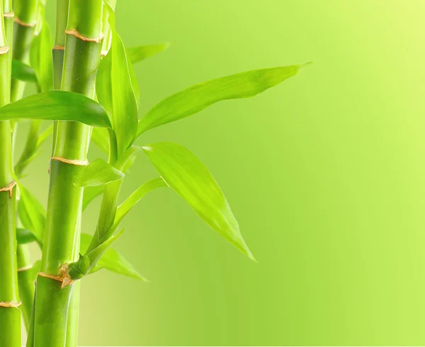 Bamboo background with copy space — Stock Photo, Image