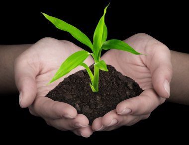 plant in hands clipart