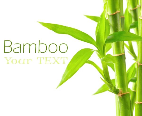 Bambu tausta kopioi tilaa — kuvapankkivalokuva
