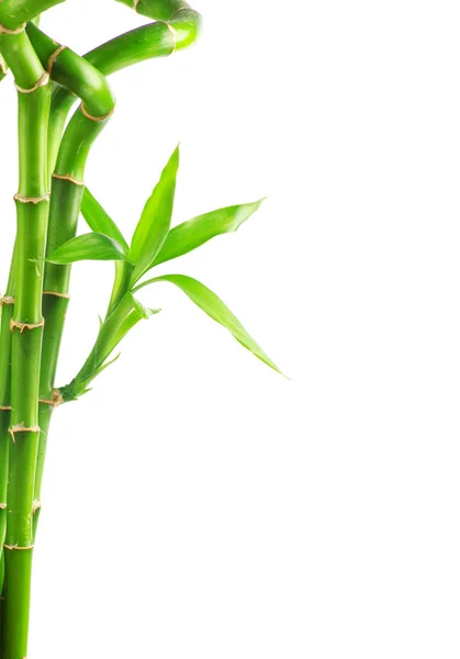Bambou sur fond blanc — Photo