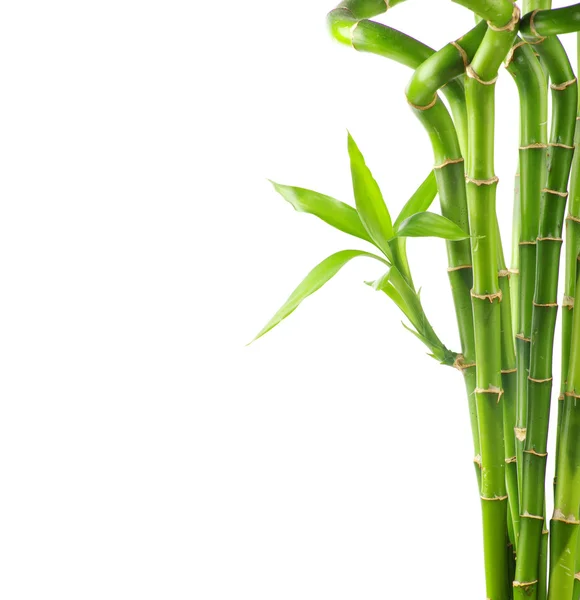 Bambus auf weißem Hintergrund — Stockfoto