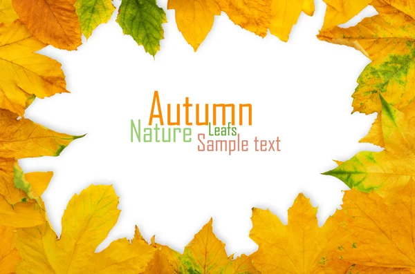 Autumn Maple Leafs — Stock Photo, Image