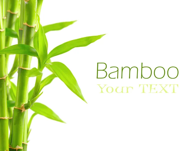 Bamboo background with copy space — Stock Photo, Image