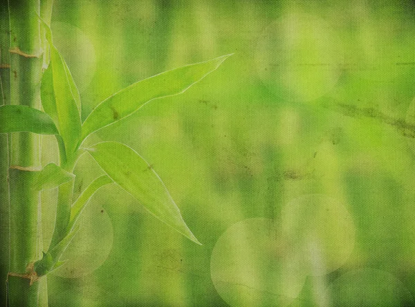 Grunge bamboo background — Stock Photo, Image