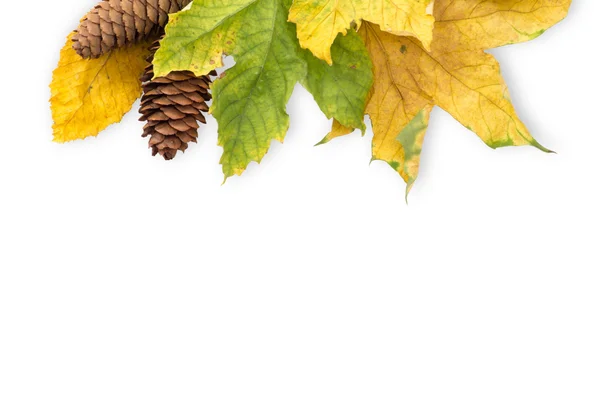 Herbst-Ahornblatt isoliert — Stockfoto