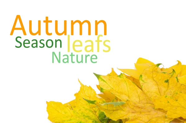 Beautiful autumn leafs isolated in white — Stock Photo, Image