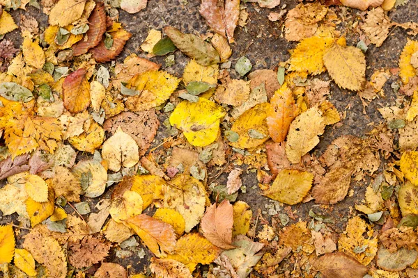 Outono folha fundo — Fotografia de Stock
