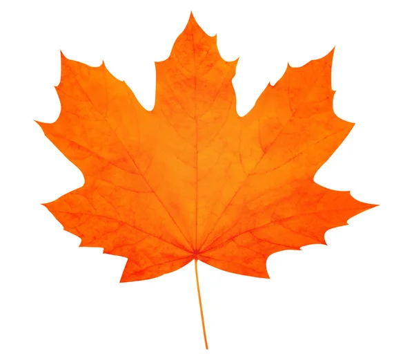 Autumn leaf. High quality. — Stock Photo, Image