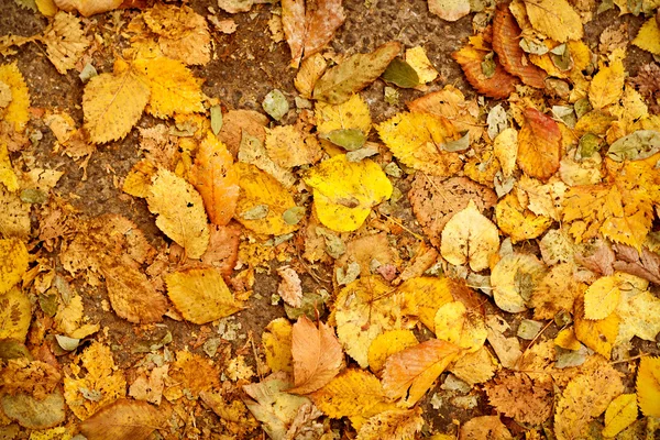 Herbst Blatt Hintergrund — Stockfoto