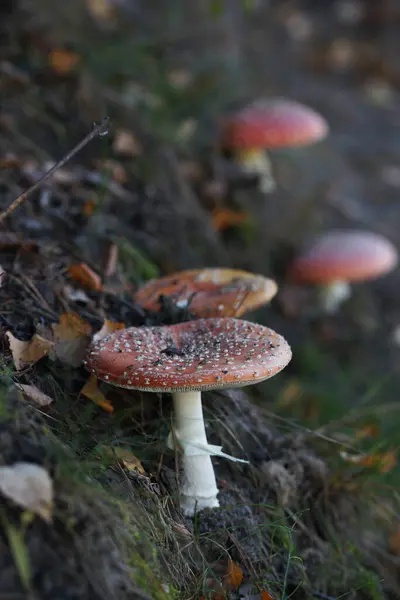 Amanita Mushroom Forest Autumn — Stock Photo, Image
