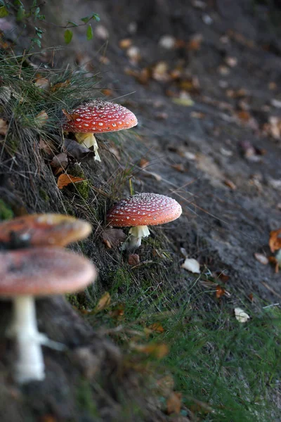 Amanita Svamp Skogen Hösten — Stockfoto