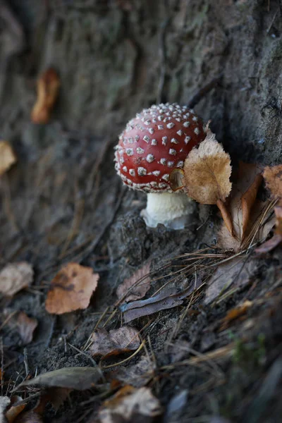 Amanita Pilz Herbst Wald — Stockfoto