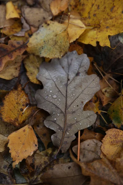 Tło Wielobarwnych Opadłych Jesiennych Liści — Zdjęcie stockowe