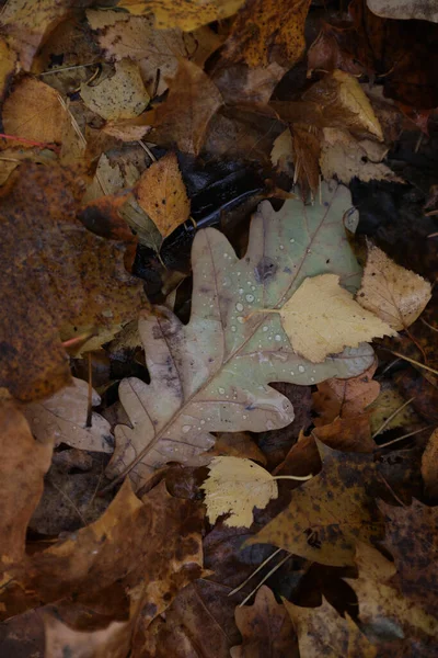 Фон Разноцветных Опавших Осенних Листьев — стоковое фото