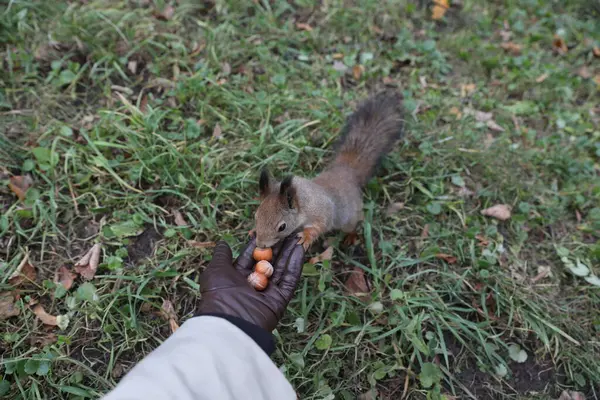 Man Feeding Squirrel Nuts His Hand — Stock Photo, Image