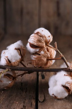 Koyu ahşap arka planda kuru bir pamuk dalı.
