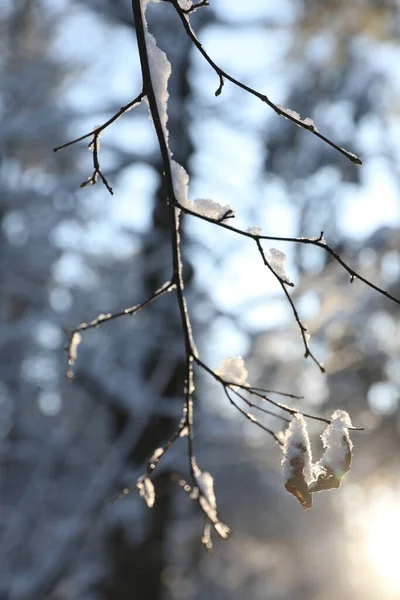 Winter Forest Cold Sunny Day — Stock Photo, Image