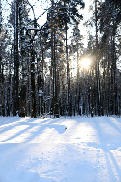 Зимний Лес Холодный Солнечный День — стоковое фото