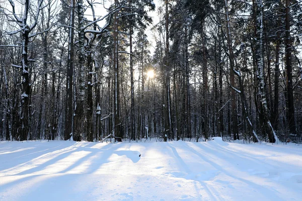 Güneşli Bir Soğuk Kış Orman — Stok fotoğraf