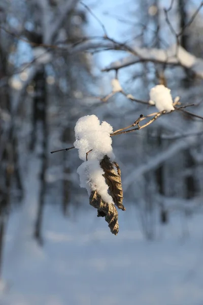在寒冷的阳光明媚的日子冬天的森林 — 图库照片