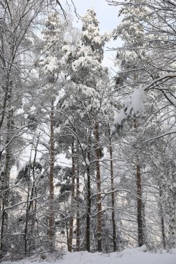 Karlı bir günde kış ormanı