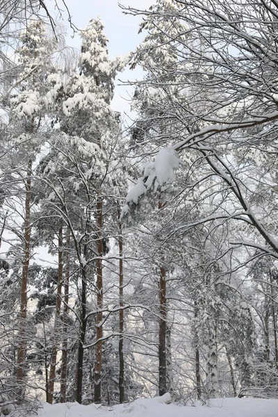 Karlı Bir Günde Kış Ormanı — Stok fotoğraf