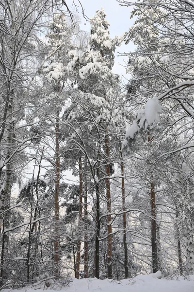 Karlı bir günde kış ormanı