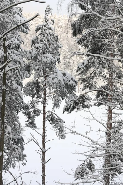 Karlı bir günde kış ormanı
