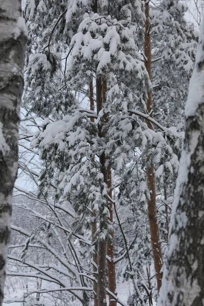 Χειμερινό Δάσος Χιονισμένη Μέρα — Φωτογραφία Αρχείου